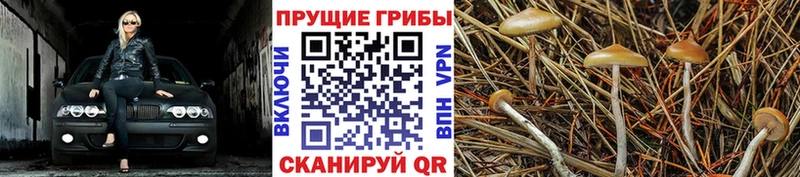 Псилоцибиновые грибы ЛСД  где найти наркотики  Макаров 